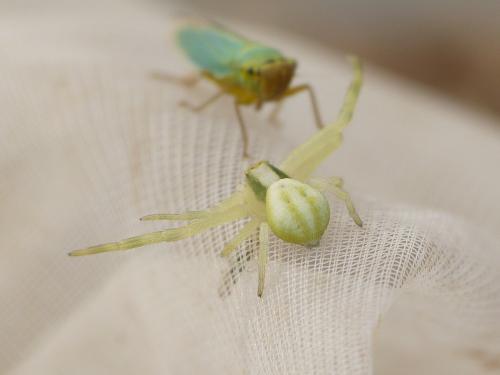 Misumena vatia
